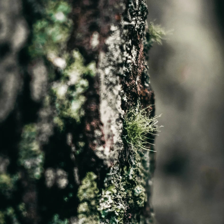 St Eval Tin Candle – Granite & Moss