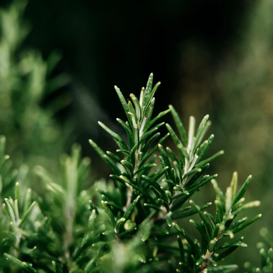 St Eval Tealights – Bay & Rosemary